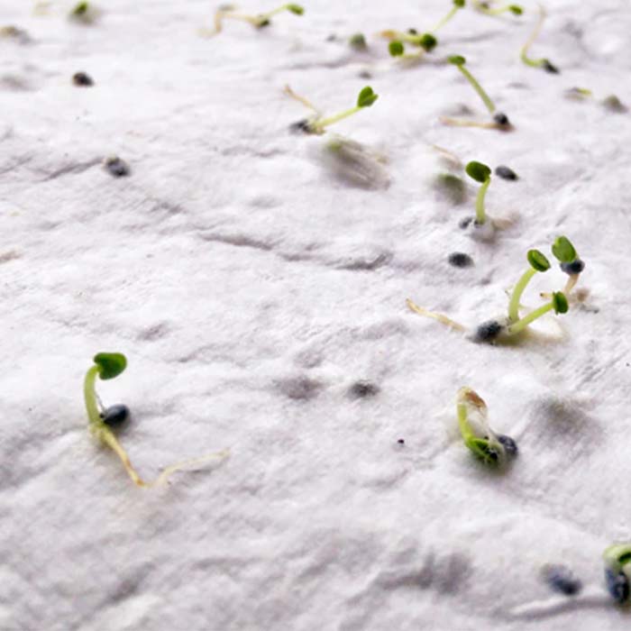 Papier semences de format A4 avec votre motif imprimé (image photo). publicitaire personnalisé - vue 2