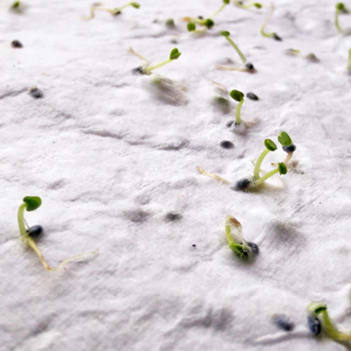 Papier semences de format A5 avec votre motif imprimé (image photo). publicitaire personnalisé - vue 2