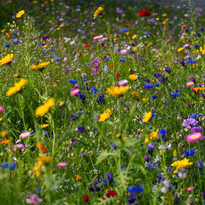 MG6907 Carte de visite en papier semences imprimée en quadri. publicitaire personnalisé - vue 4