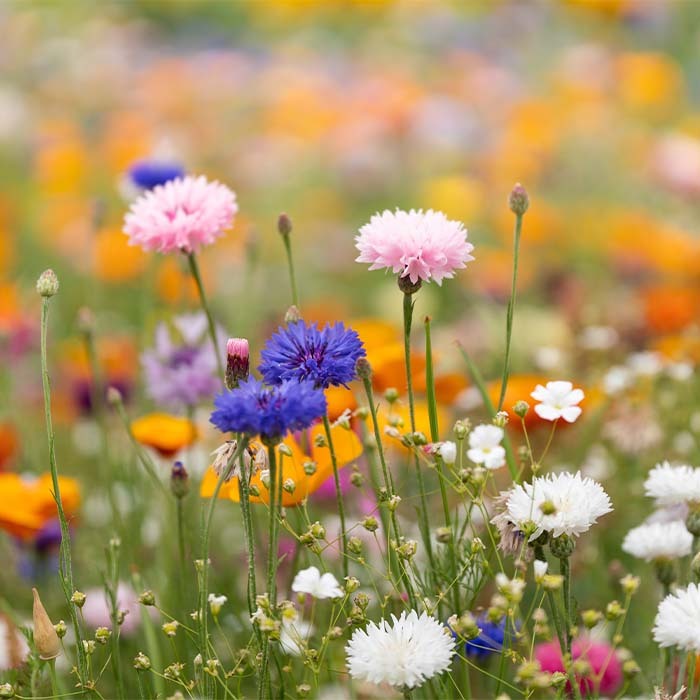 Papier semences de format A5 avec votre motif imprimé (image photo). publicitaire personnalisé - vue 5