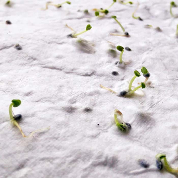 Papier semences de format A5 avec votre motif imprimé (image photo). publicitaire personnalisé - vue 6