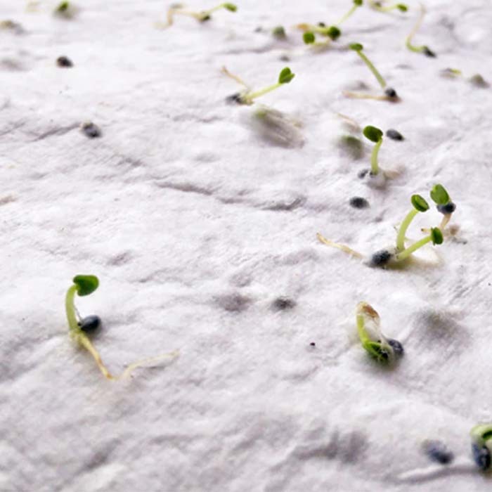 YC6916 Papier semences de format A6 avec votre motif imprimé (image photo). publicitaire personnalisé - vue 7